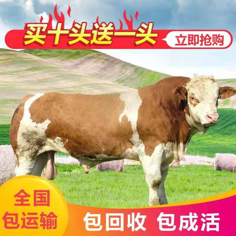 鲁西黄牛西门塔尔牛牛犊肉牛夏洛莱牛利木赞牛杂交牛改良黄牛