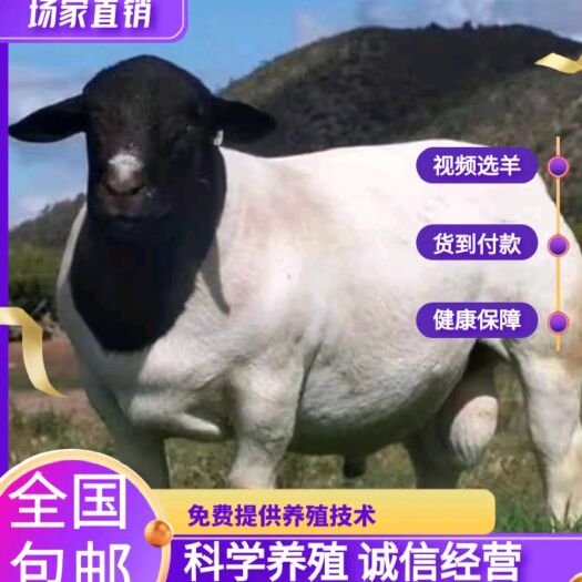 梁山县杜泊绵羊，黑头杜泊，各种规格