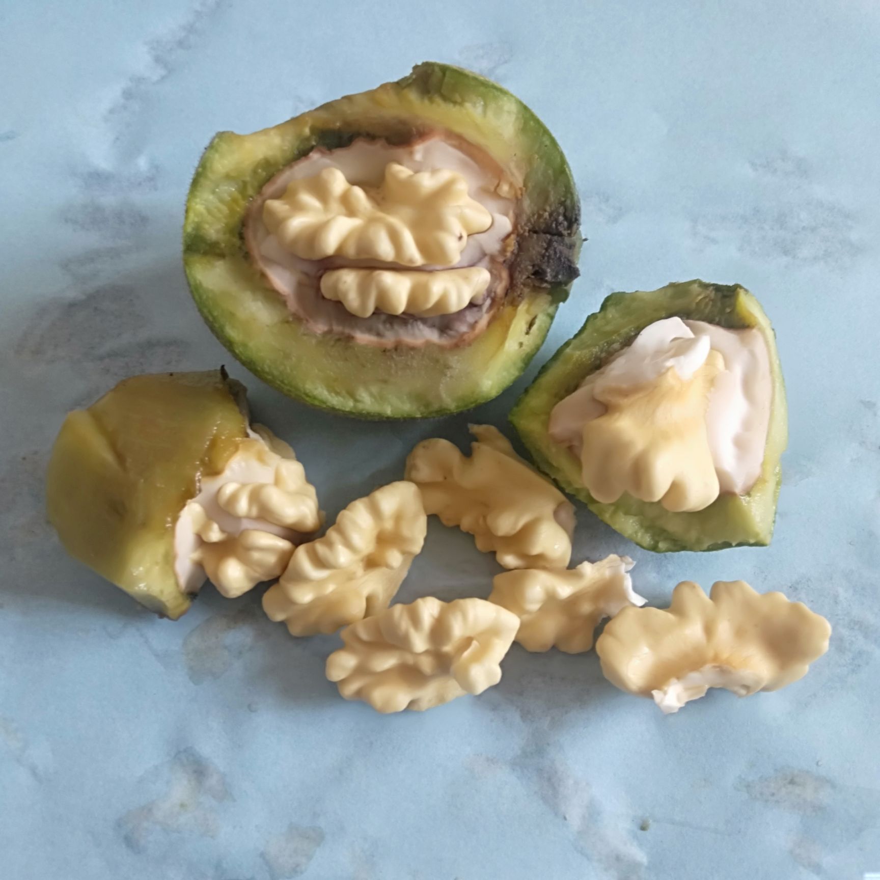 产地销售 青皮核桃 鲜核桃 批发