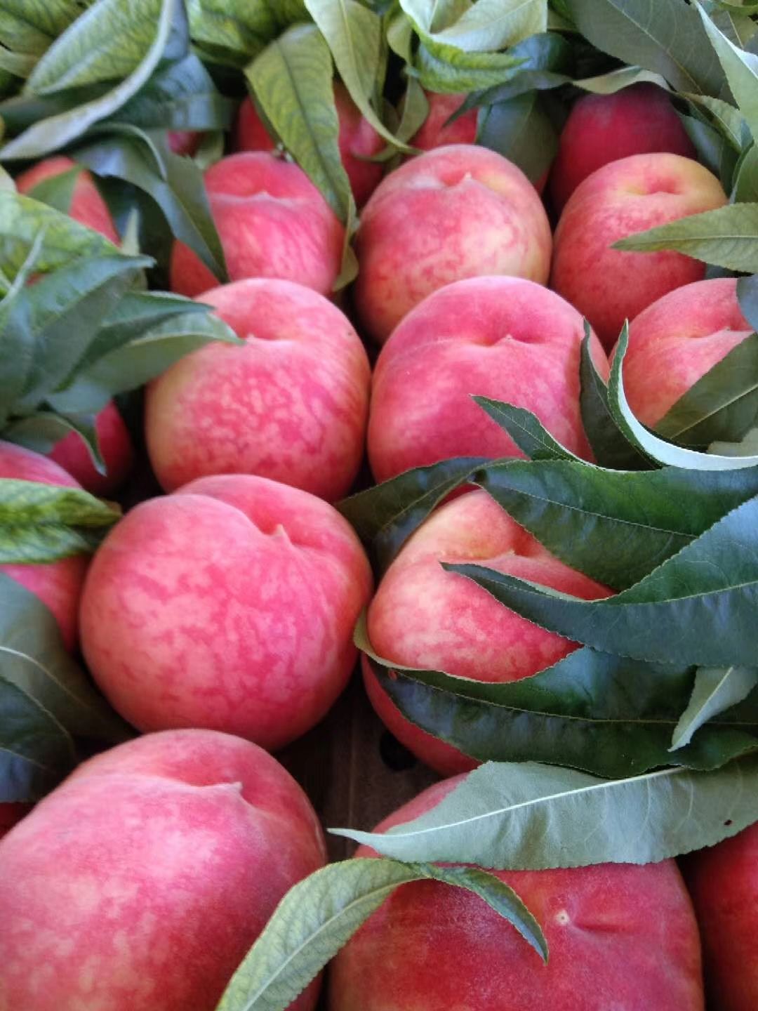 突围桃  河北省乐亭县春雪突围毛桃大量上市