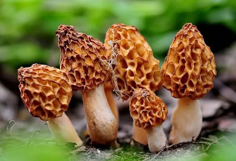  羊肚菌干货╳鲜货都有