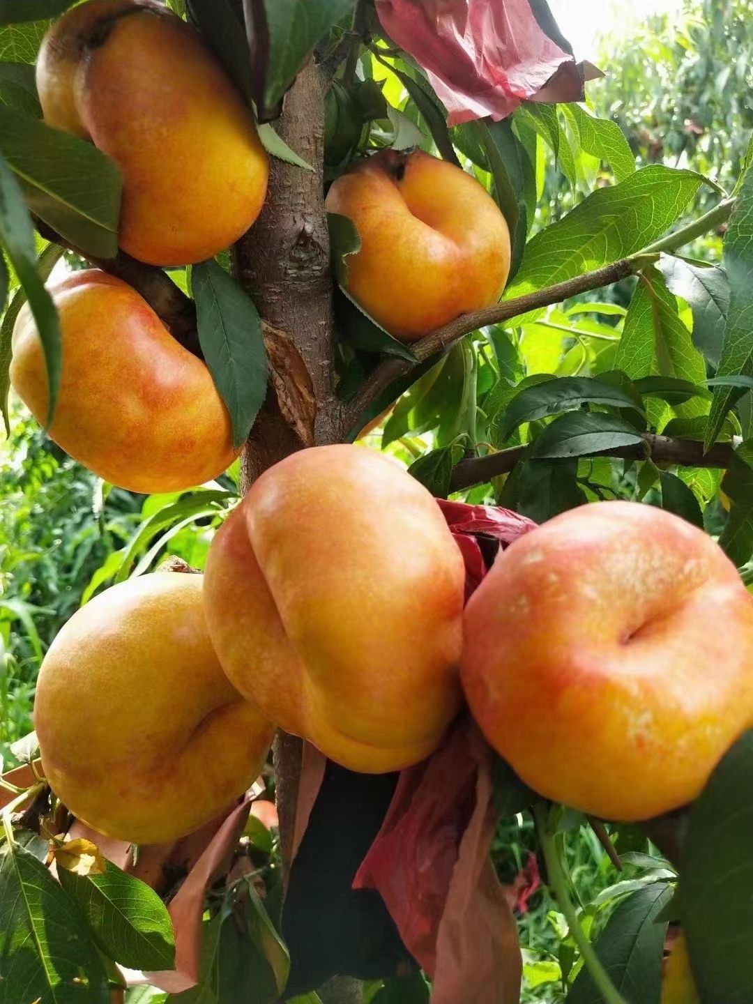 桃树苗 0.6公分以上