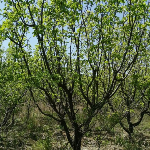怀来县山杏苗  本基地长年供应各种规格精品八棱海棠树，新疆杨，山杏