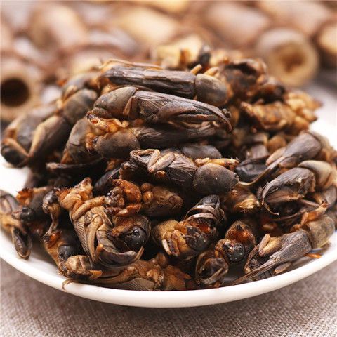 蝼蛄干  干货蝼蛄 土狗 地狗500克蝼蛄 地狗子