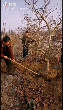 冠县黄金帅苹果树苗 苹果树，供应占地果树，精品果树，货量充足，合作共赢，诚信为本