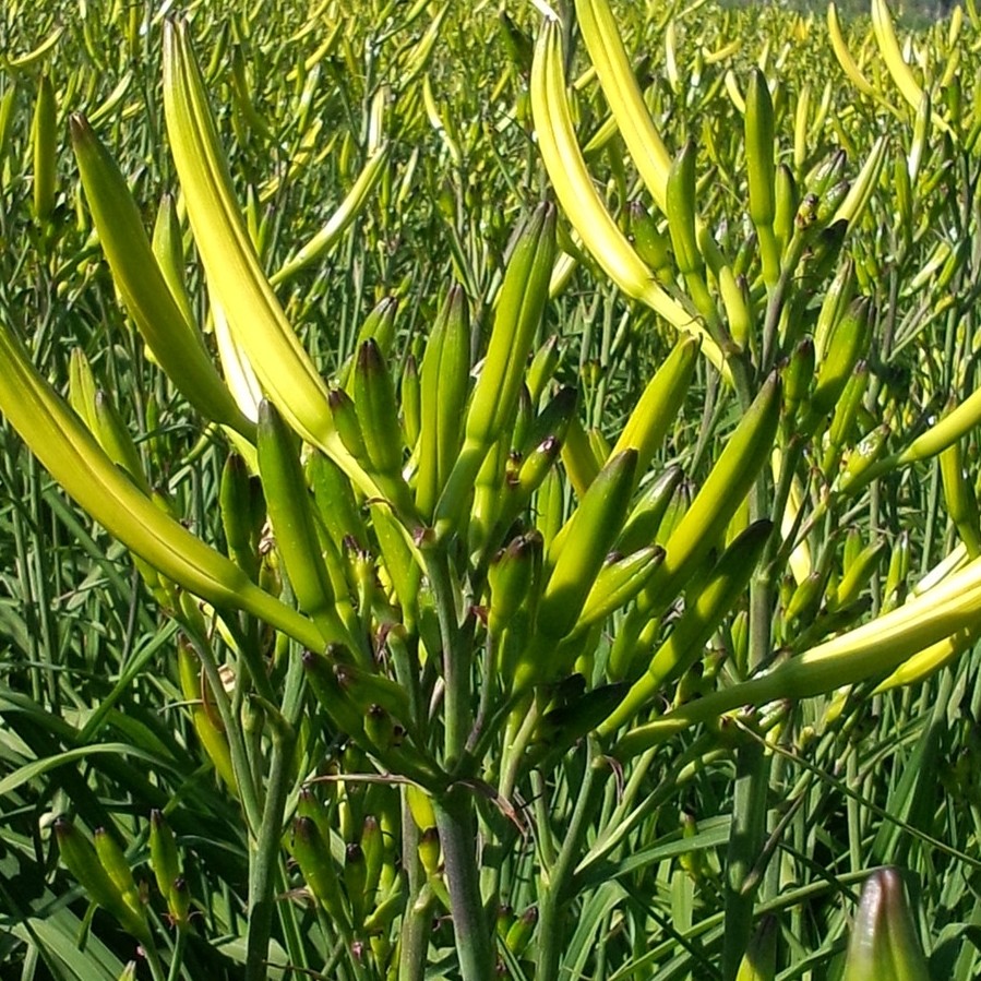 高产黄花菜苗