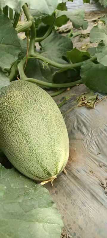 西州蜜  哓蜜25号