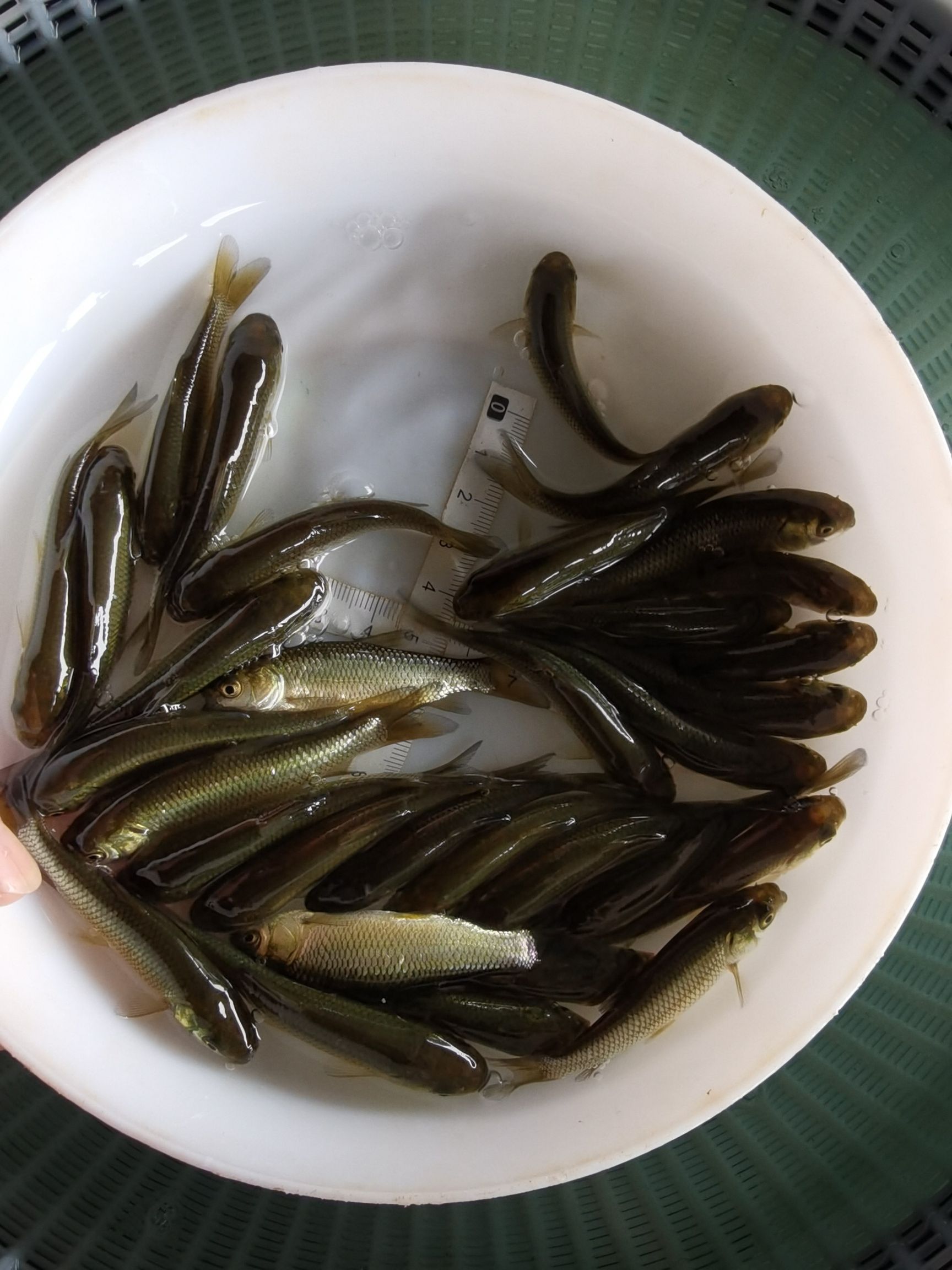 【产地直供】草鱼苗广东鲩鱼苗皖鱼苗淡水养殖鱼苗四大家鱼夏花鱼