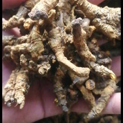 利川市味连  大量出售黄连，黄连花，黄连种苗，种子