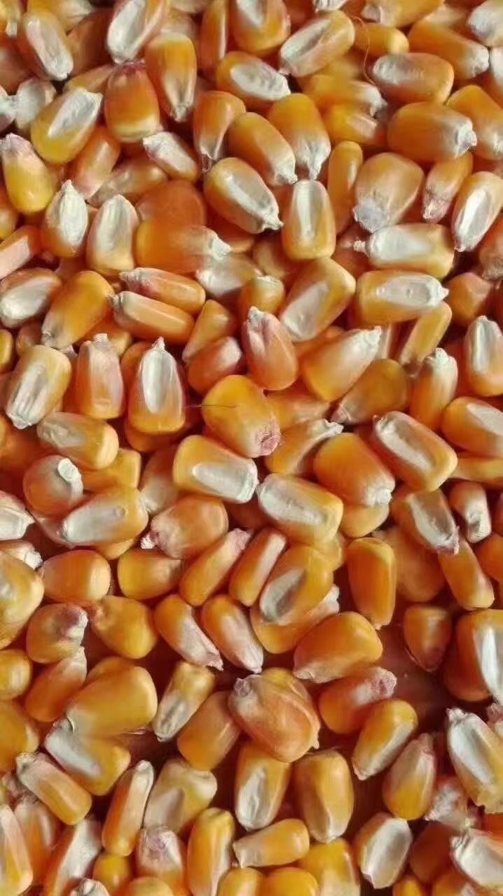 干玉米 一级玉米5000吨