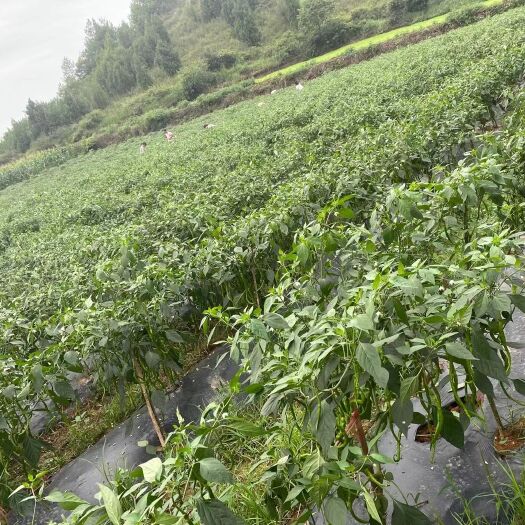 凯里市 贵州，绿色辣椒，绿色施肥，需要的联系