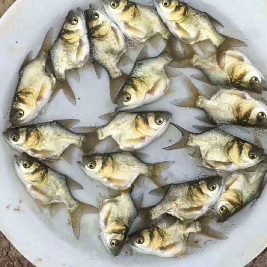 东莞市缩骨大头鱼苗 缩骨大头苗