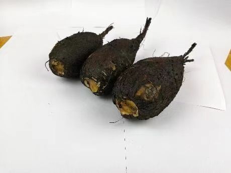 阳西县新鲜入地老鼠  紫茉莉根，大量有货，长期供应！