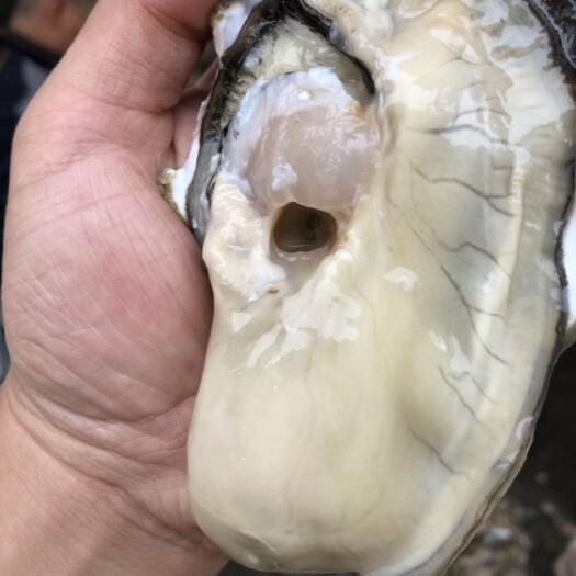 连云港三倍体生蚝  鲜活乳山生蚝三倍体，牡蛎，海蛎子，烧烤生蚝