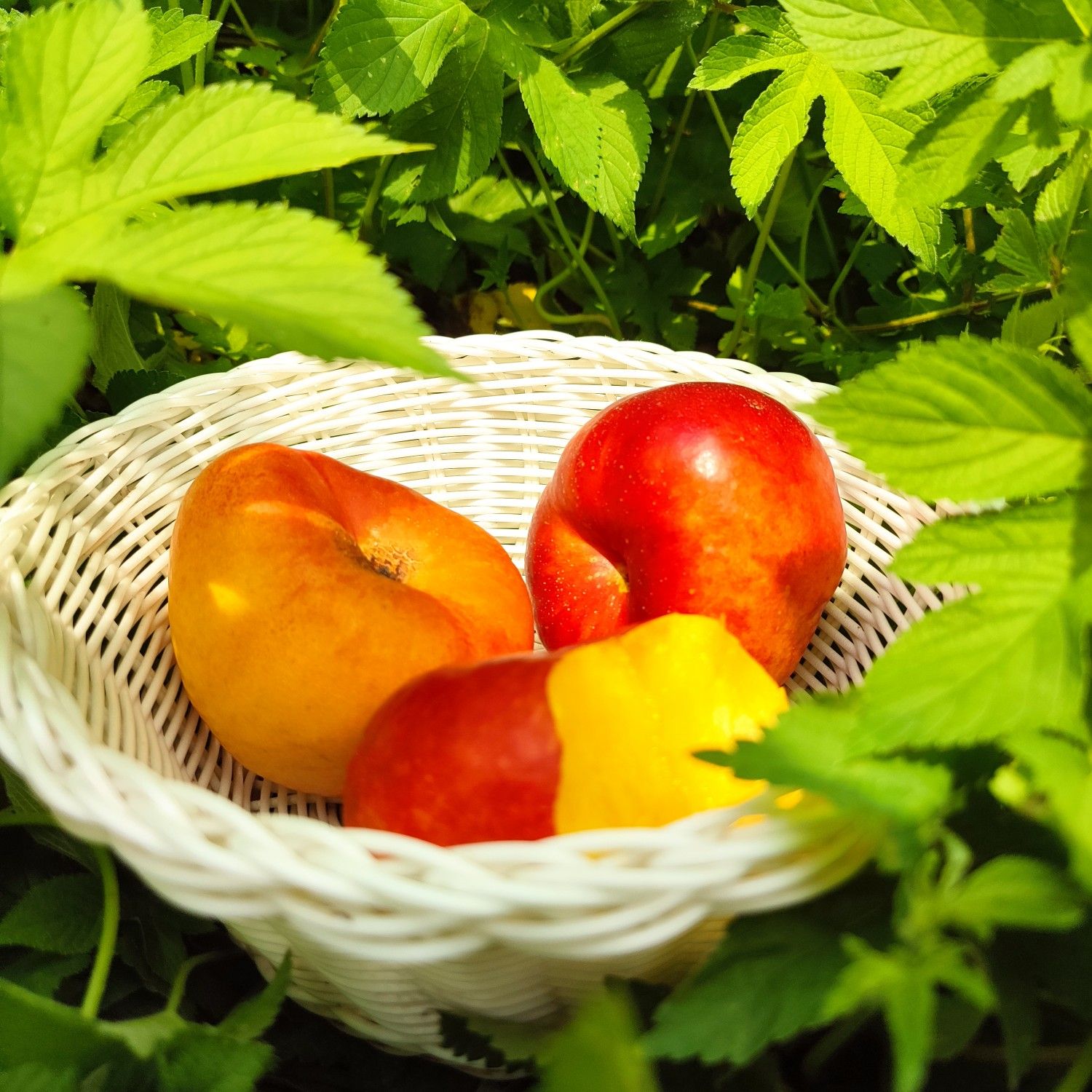 顺丰京东包邮山东蒙阴红油蟠桃现摘现发