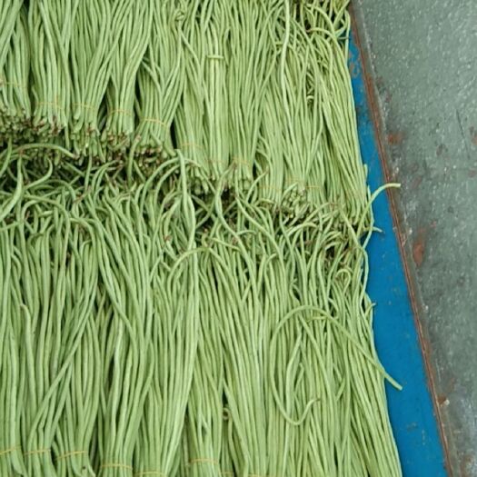 蠡县精品长豇豆角产地直发  大量供应加工厂