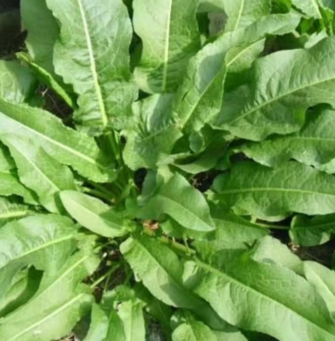  土大黄 菠菜 新鲜血三七 洋铁叶子根 牛西西羊蹄根牛舌草