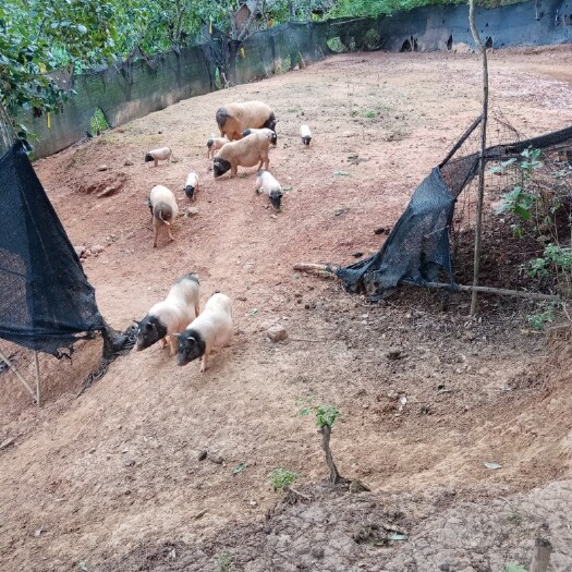 剑阁县 生态巴马香猪肉