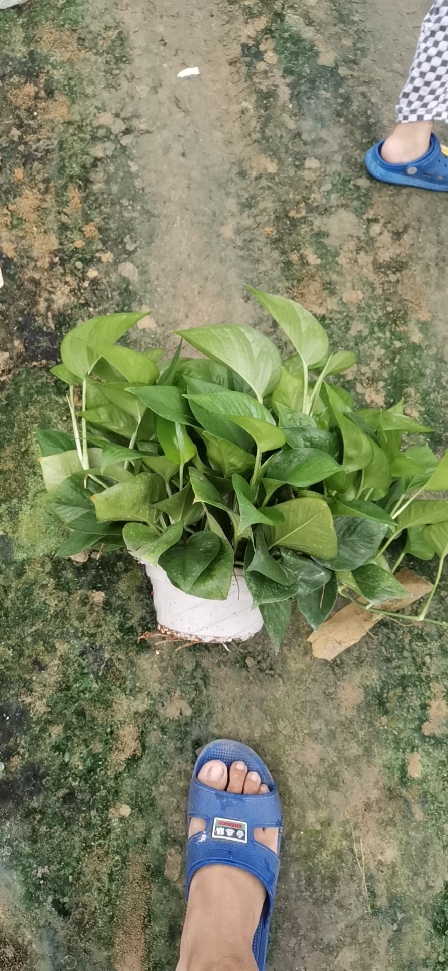 绿萝 