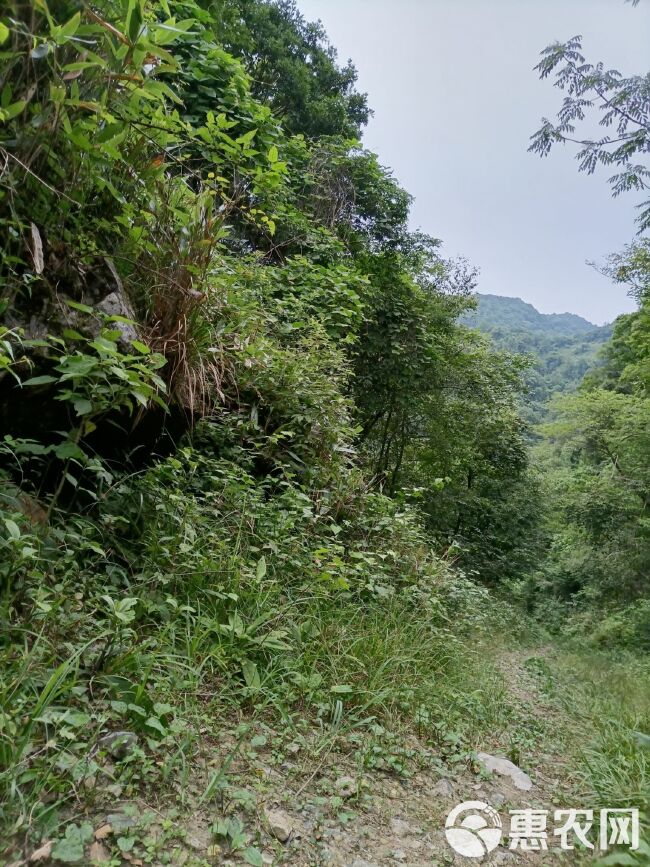 种植袋/植树袋/美植袋 腐植土，纯野生的，山上的，是经过常年的积累发酵而成。是养花最