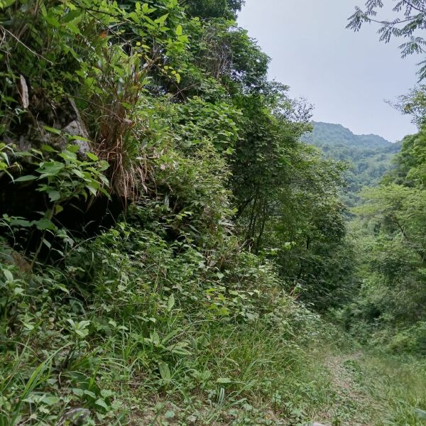 种植袋/植树袋/美植袋 腐植土，纯野生的，山上的，是经过常年的积累发酵而成。是养花最