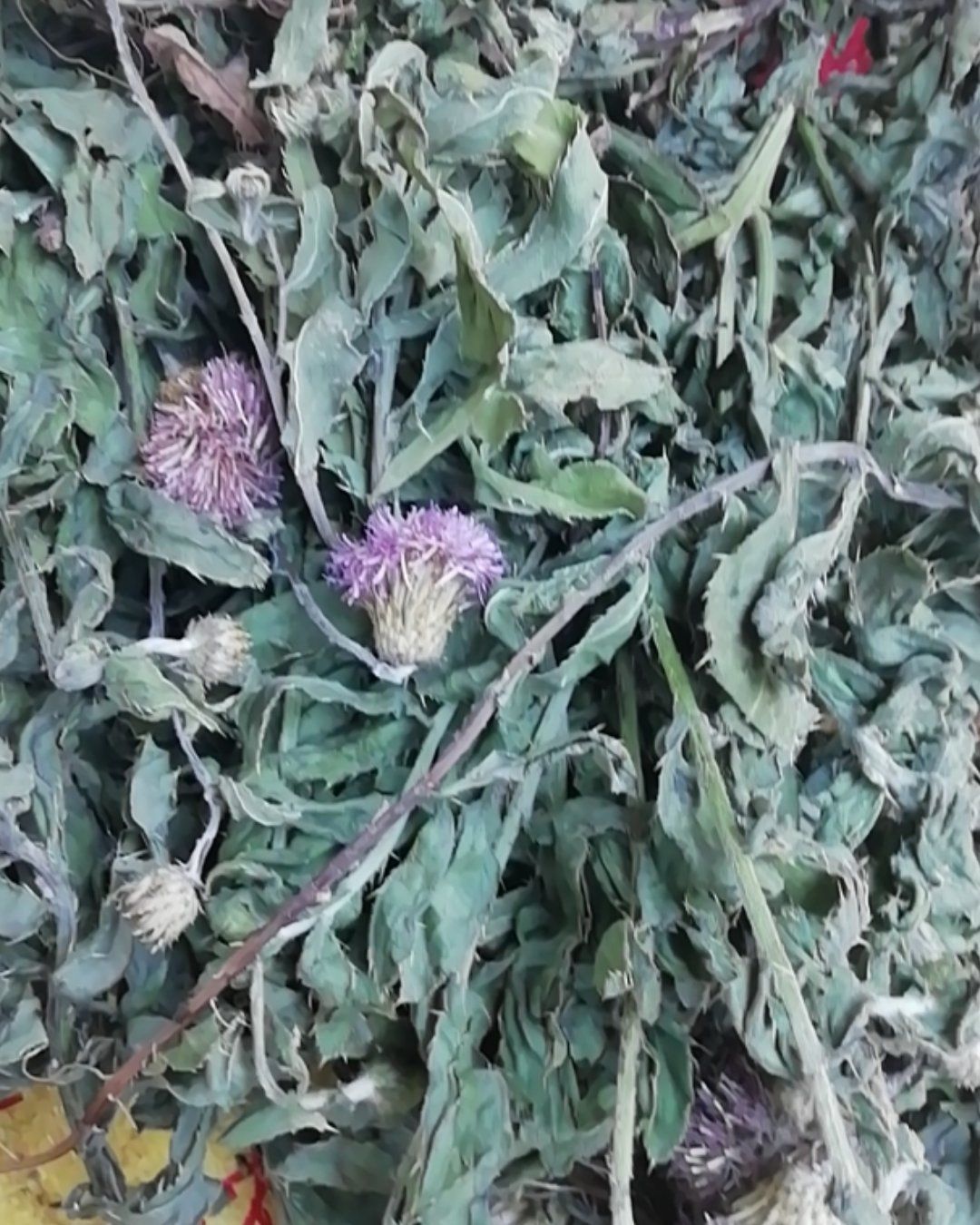 小蓟草  小蓟，带根带花干品