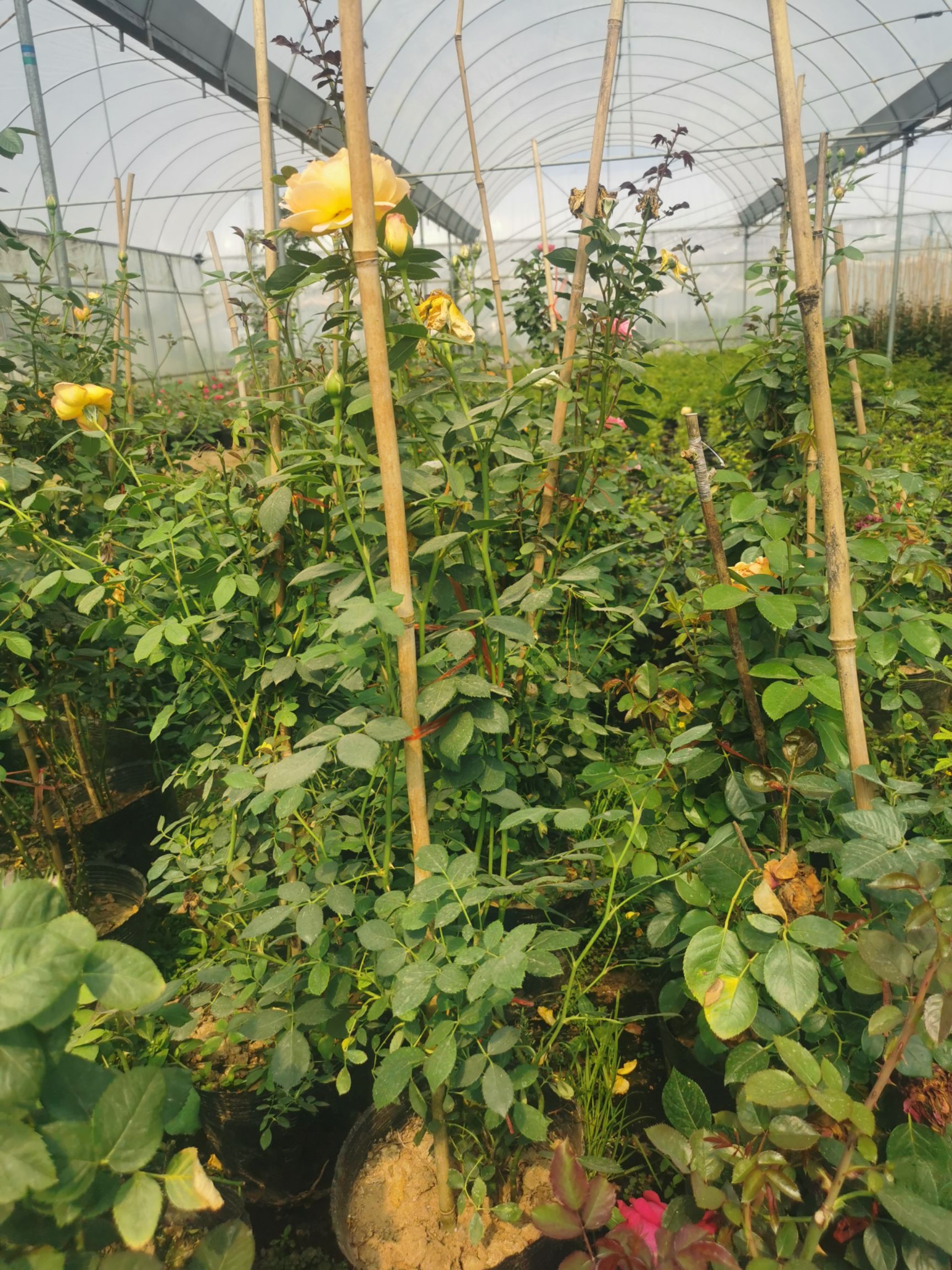藤本月季花品种多颜色十几个五十到两米高规格齐全