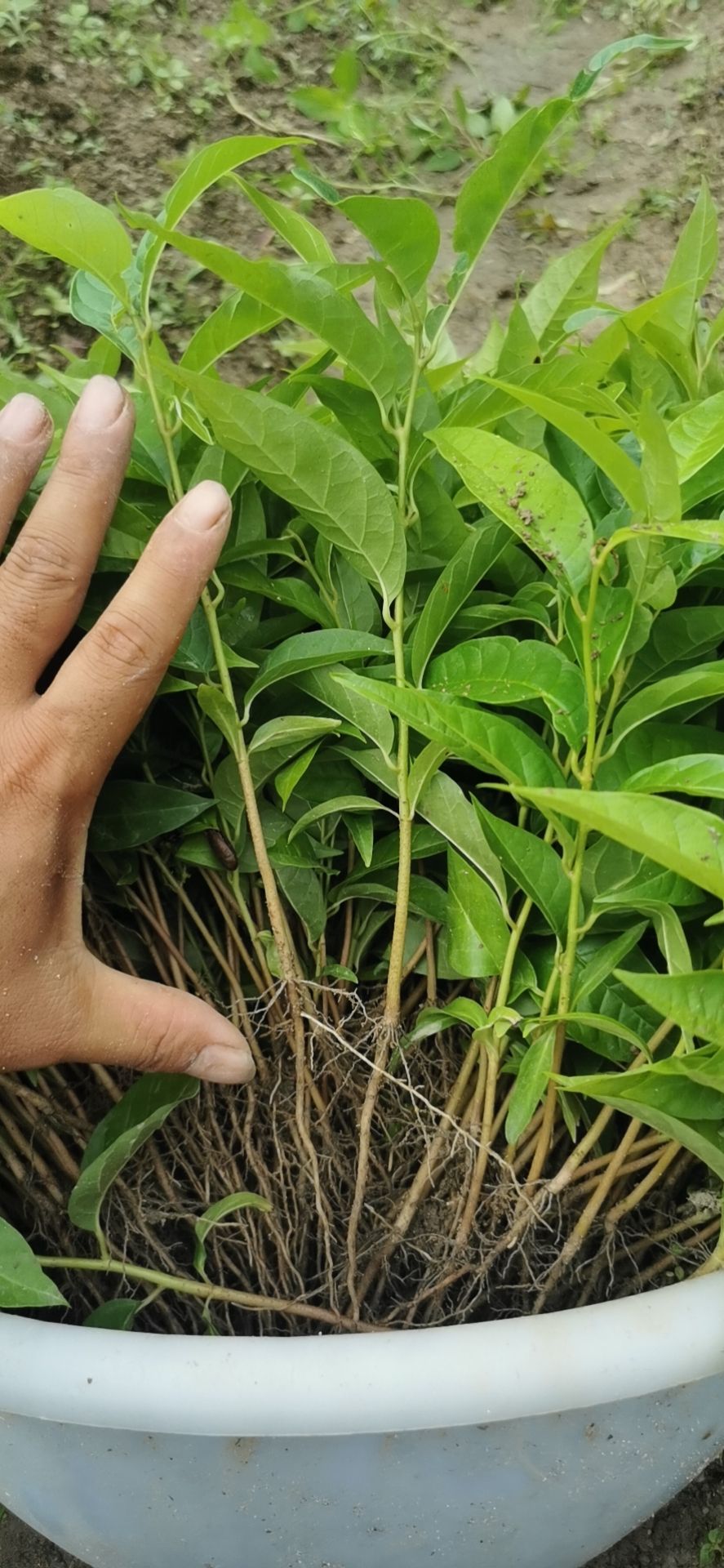 刺果番荔枝苗  牛心梨番荔枝苗，凤梨释迦枮木嫁接苗