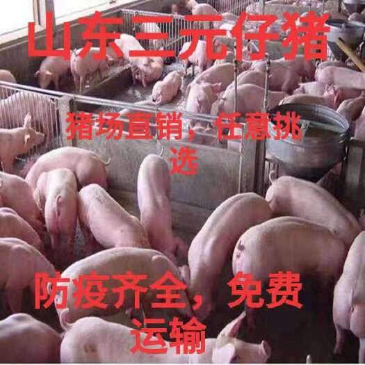 沂水县三元仔猪  仔猪 母猪 种猪 猪苗 品种齐全防疫完善 猪场挑选