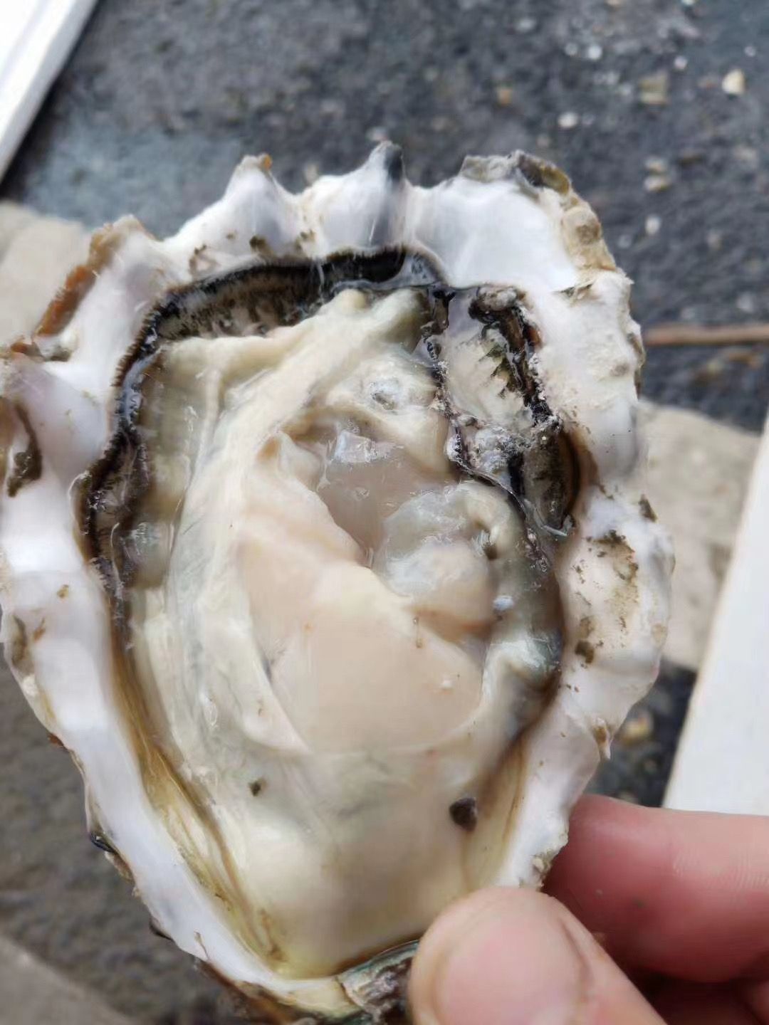 三倍体生蚝  鲜活乳山生蚝三倍体，牡蛎，海蛎子，烧烤生蚝