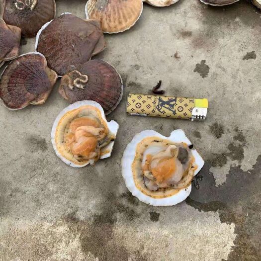长海县扇贝，鲜活扇贝，全国冷链发货！烧烤可用，性价比高！