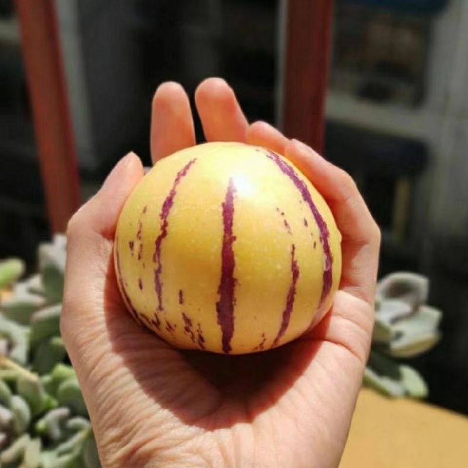 石林人参果圆果基地直发，一件代发。坏果包赔！！！