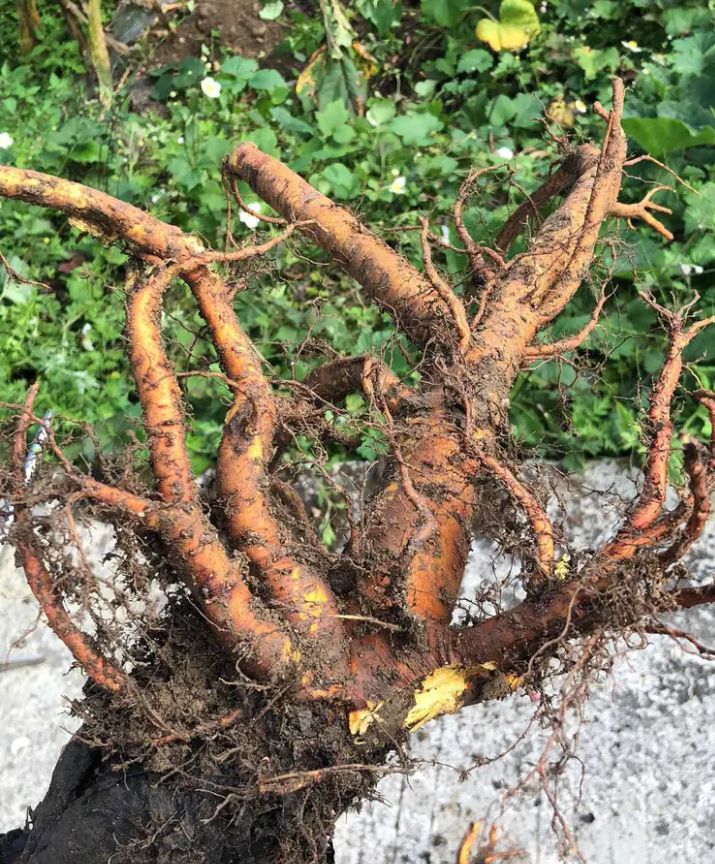  土大黄 菠菜 新鲜血三七 洋铁叶子根 牛西西羊蹄根牛舌草