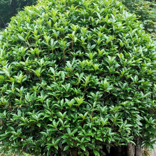 宜昌八月桂  桂花