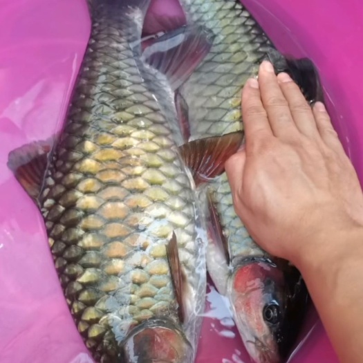 南宁青竹鲤鱼苗 各种鱼苗大量批发
