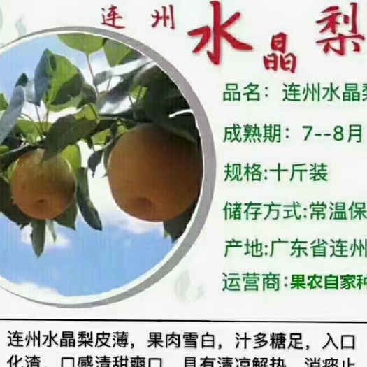 连州市 连州市谭岭水晶梨