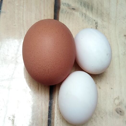 洛阳鸽子蛋  质量放心价格优惠