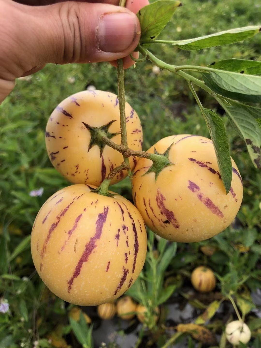 石林人参果圆果基地直发，一件代发。坏果包赔！！！