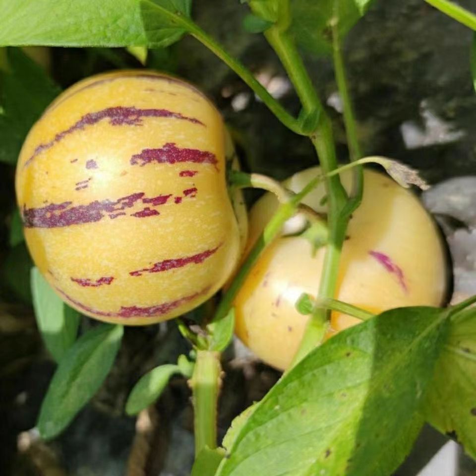 石林人参果圆果基地直发，一件代发。坏果包赔！！！