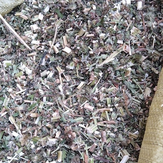 淮南 益母草