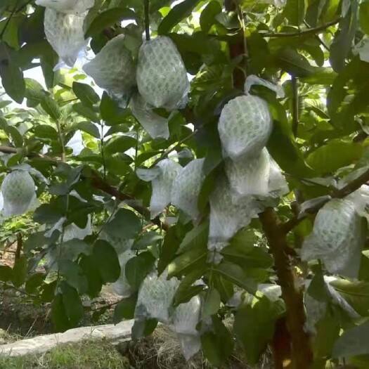 钦州番石榴     红芭乐