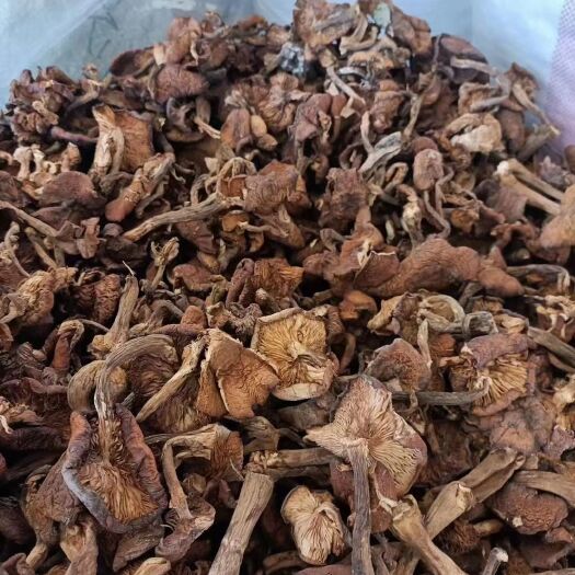 铁力市野生蘑菇，东北纯草磨，支持批发
