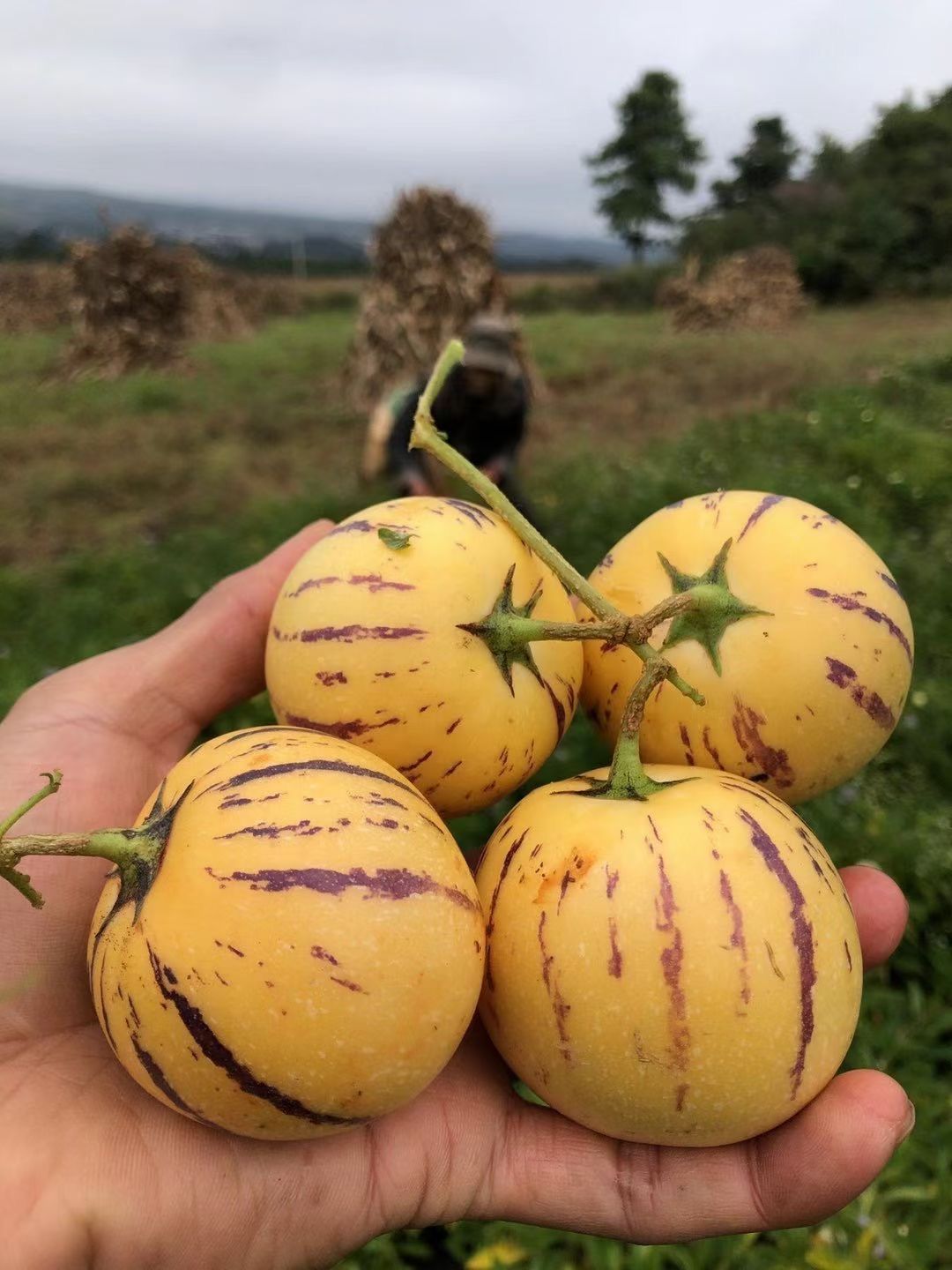 石林人参果圆果基地直发，一件代发。坏果包赔！！！