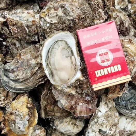 汕尾三倍体生蚝  各种海鲜水产品，生蚝，蟹类，贝类  批发一手货源，质量保证