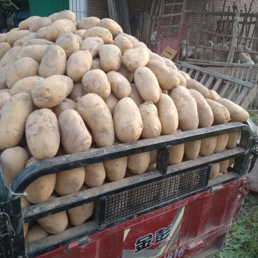 临洮县冀张薯 精品土豆