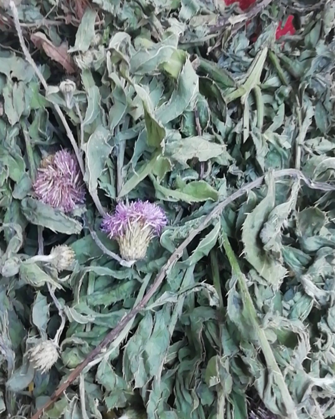 小蓟草  小蓟，带根带花干品