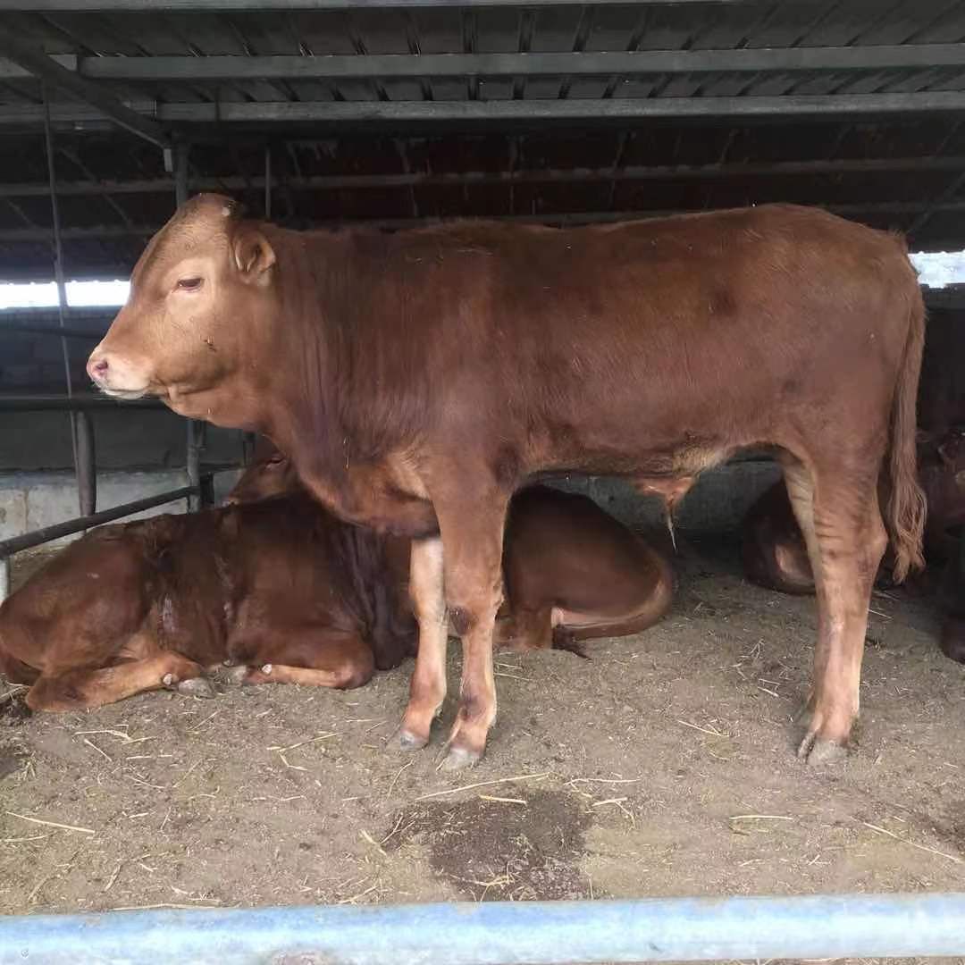 西门塔尔牛 改良黄牛 长期出售 买牛送铡草机牧草种子