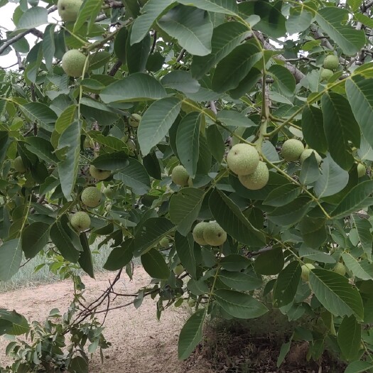 汾阳市山西汾阳青皮核桃7月20号马上上市