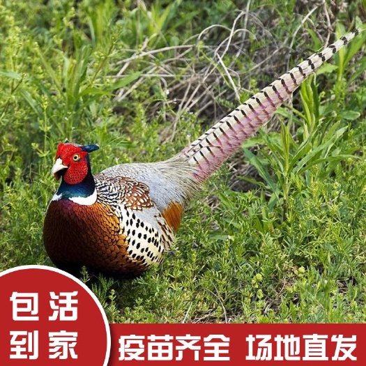 太康县七彩山鸡，农家散养七彩山鸡公鸡活体两只起包邮到家