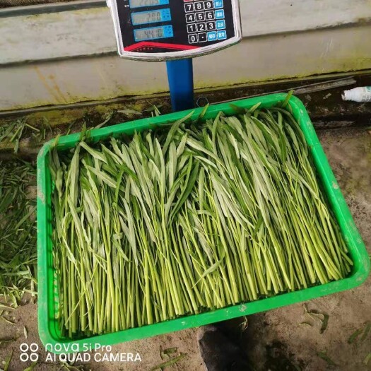 上海专一种空心菜20年